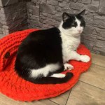 Індивідуальна лежанка для котиків з найкращих плюшевих ниток/ Hand made by Polovchenko N.