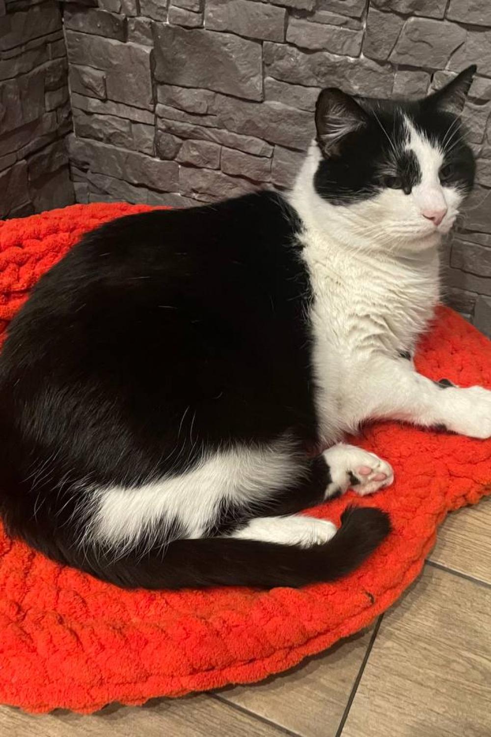 Individual Bed for Cats from the Best Plush Thread / Hand made by Polovchenko N.