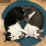 Individual Bed for Cats from the Best Plush Thread / Hand made by Polovchenko N.
