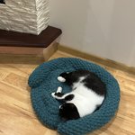 Індивідуальна Лежанка для Котиків з Найкращих Плюшевих Ниток/ Hand made by Polovchenko N.
